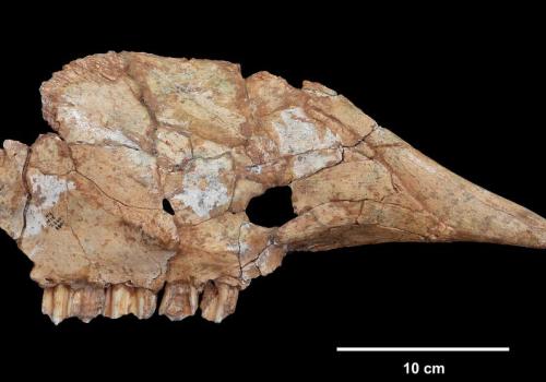 maxillaire d’aurochs (Bos primigenius) provenant de la grotte préhistorique du Lazaret à Nice