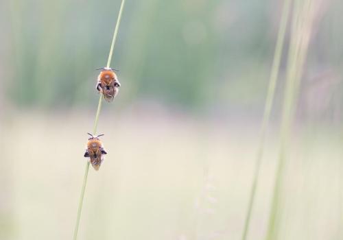 Les abeilles sauvages_Beuil