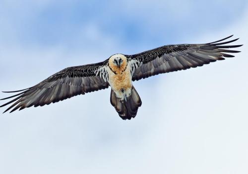 Animaux du parc national du Mercantour_Isola