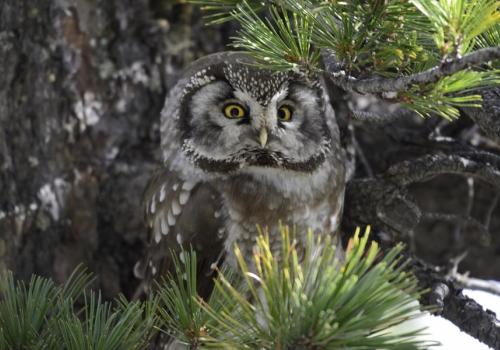 Voyage au coeur de la biodiversité nocturne_Guillaumes - Chouette chevechette