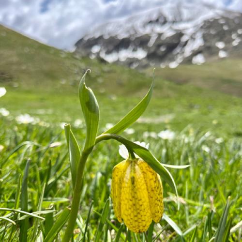 Fritillaire de Moggridge © C. Durand / PnM