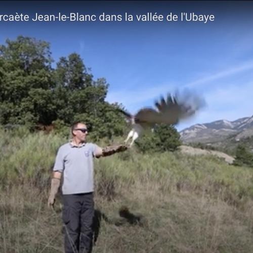 Sauvetage d'un circaète Jean-le-Blanc dans la vallée de l'Ubaye