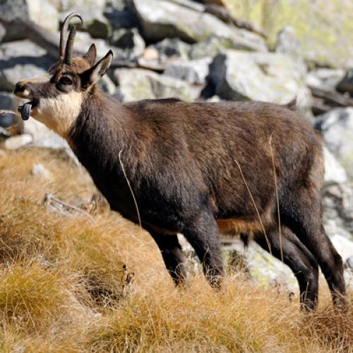 Chamois en rut © J. Blanc