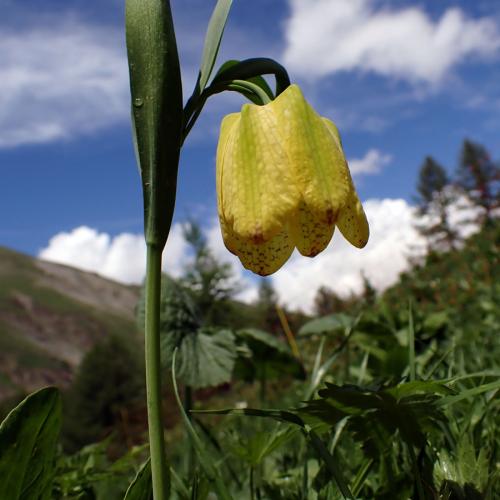 Fritillaire de Moggridge © L. Martin Dhermont / PnM