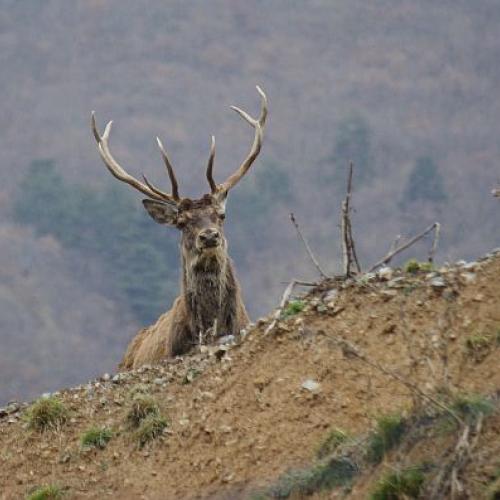 Cerf élaphe © J.-M. Cevasco / PnM