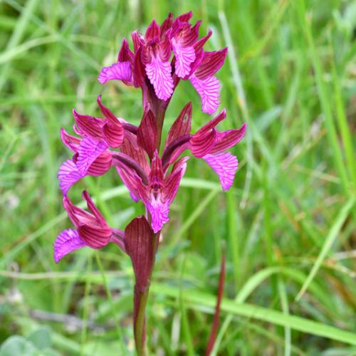 L'Orchis papillon © Y. Toutain / PnM