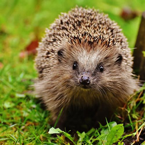 hedgehog-1759027_400px.jpg