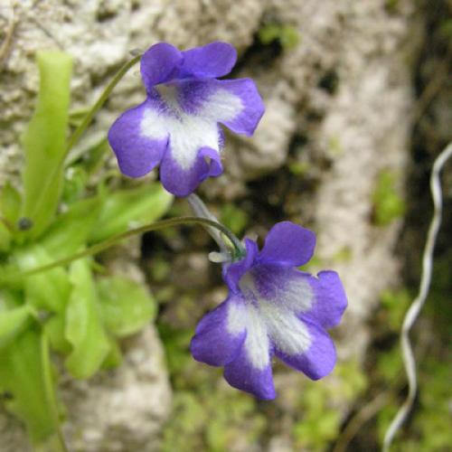 pinguicula-reichenbachiana_inpn.jpg