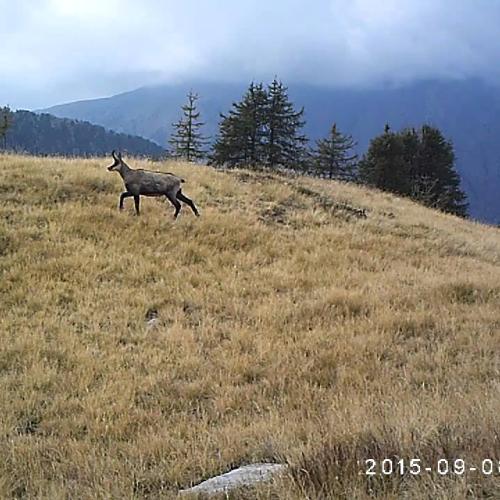 Piège Photo #2 : Le chamois