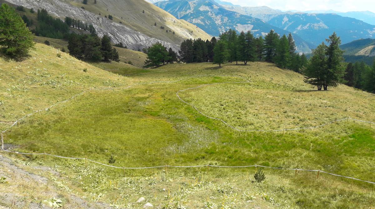 Alpage de la Couesto (Haut Var-Cians) – installation d’un défens autour d’une zone humide en terrain domanial, par l’ONF et le Parc national du Mercantour