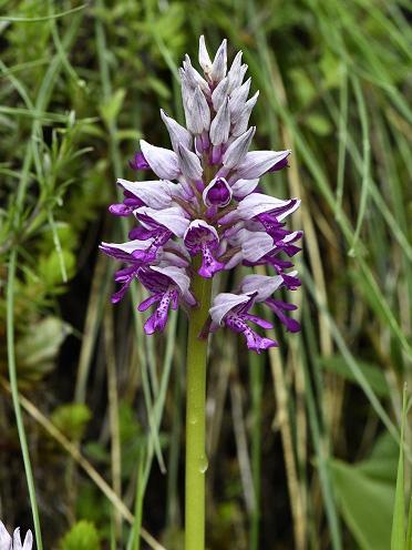 Orchis militaire © Y. Toutain / PnM