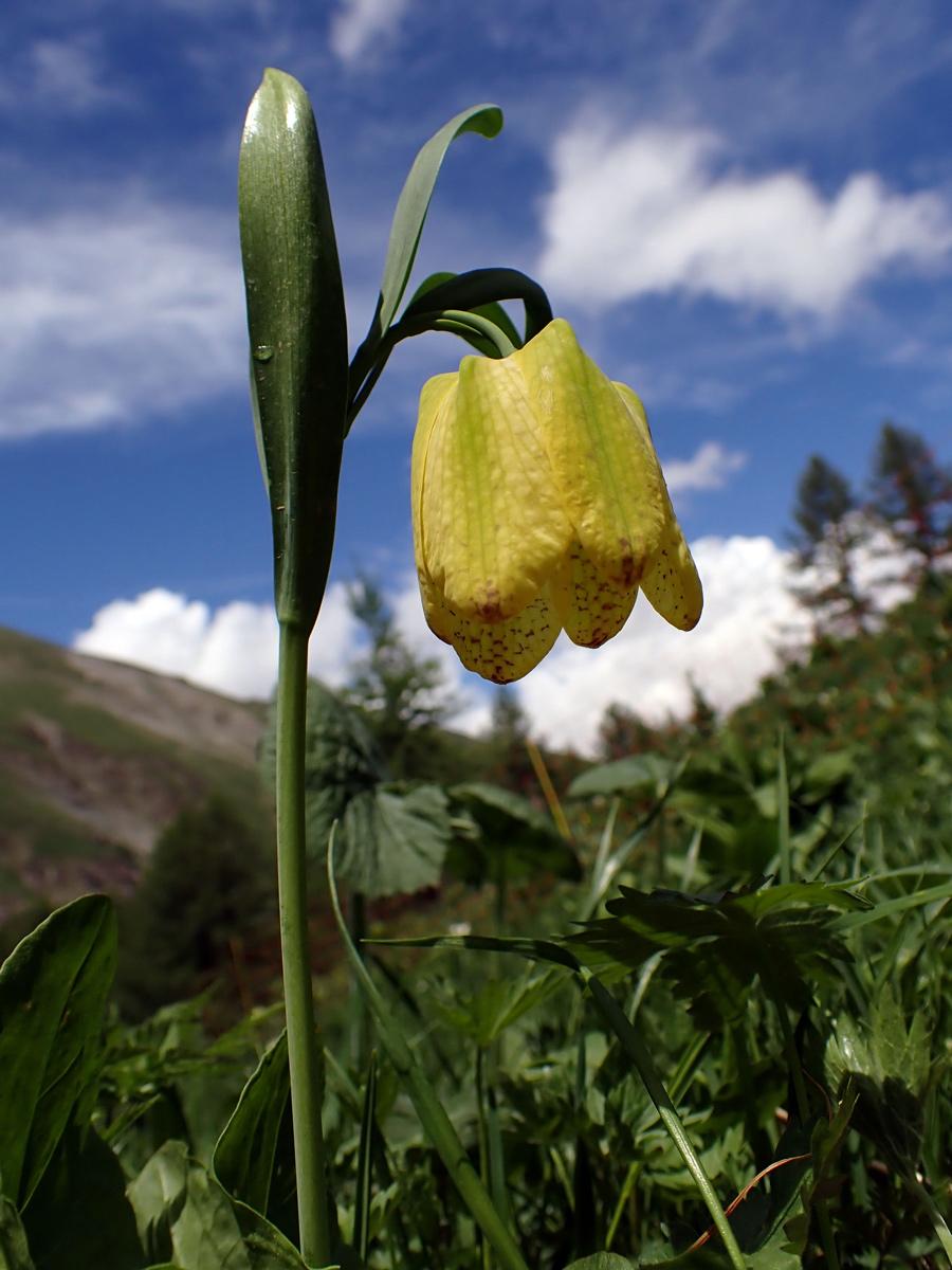 Fritillaire de Moggridge © L. Martin Dhermont / PnM