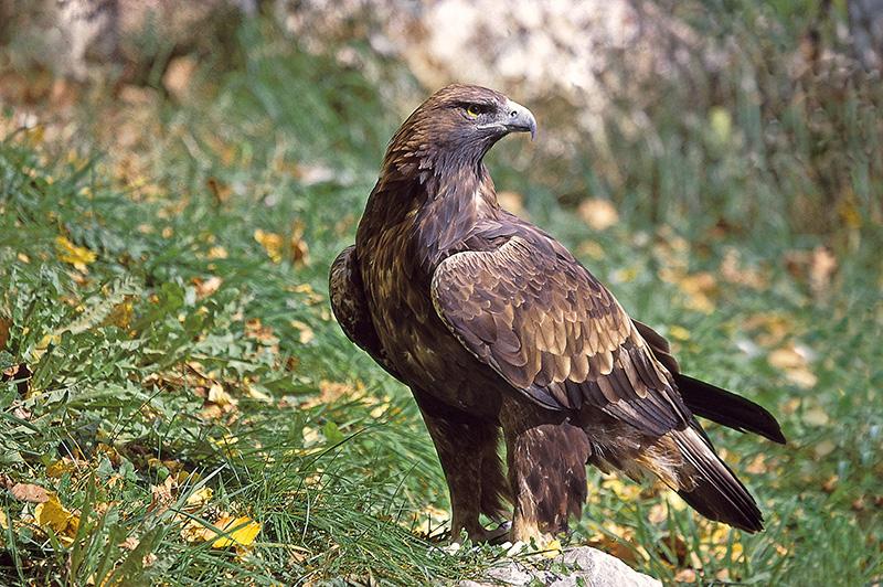 Aigle royal (Aquila chrysaetos) posé dans une prairie