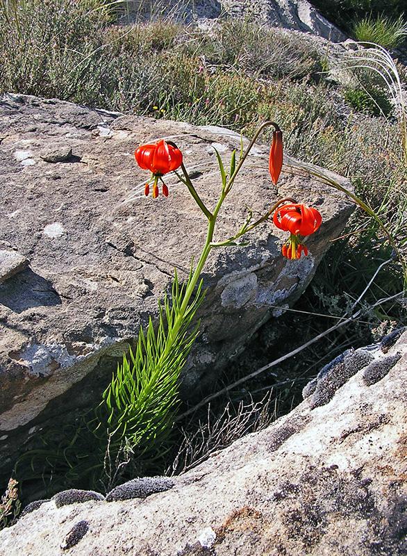 Lis de Pompone (Lilium pomponium)