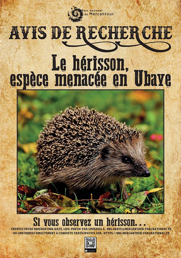 Affiche enquête sur le Hérisson en Ubaye