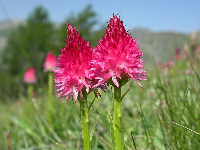 Nigritelle de Cornelia (Gymnadenia nigra subsp. corneliana)