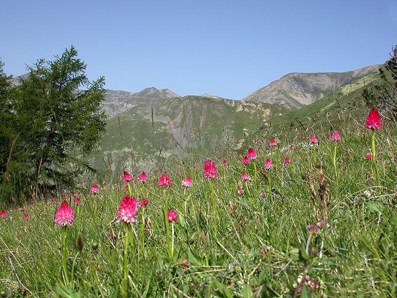 Nigritelle de Cornelia (Gymnadenia nigra subsp. corneliana)