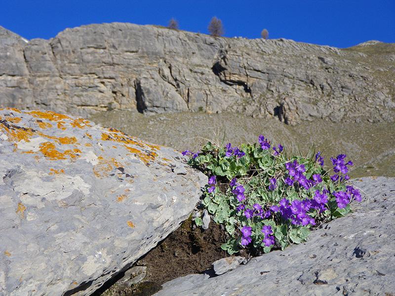 Primevère marginée (Primula marginata)