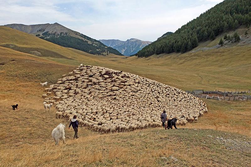  Troupeau d'ovins sur l'alpage de Longon en été 