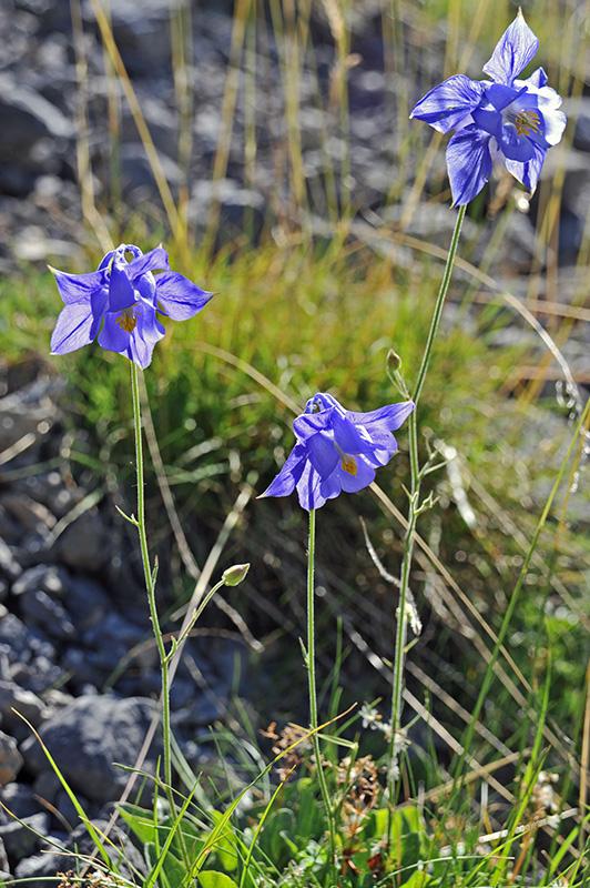 Ancolie de Reuter (Aquilegia Reuteri Boiss., 1854) © P.Pierini / PnM