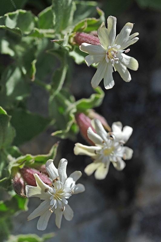 Silène à feuilles en coeur (Silene cordifolia)