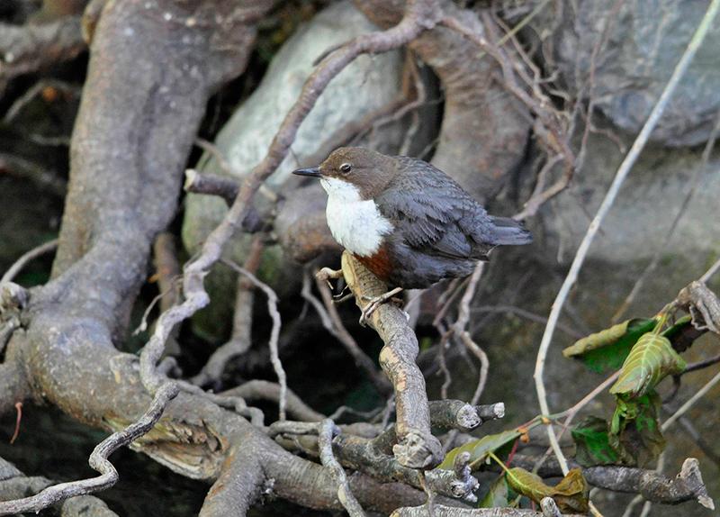 Cincle plongeur (Cinclus cinclus) posé sur une branche au-dessus de l'eau