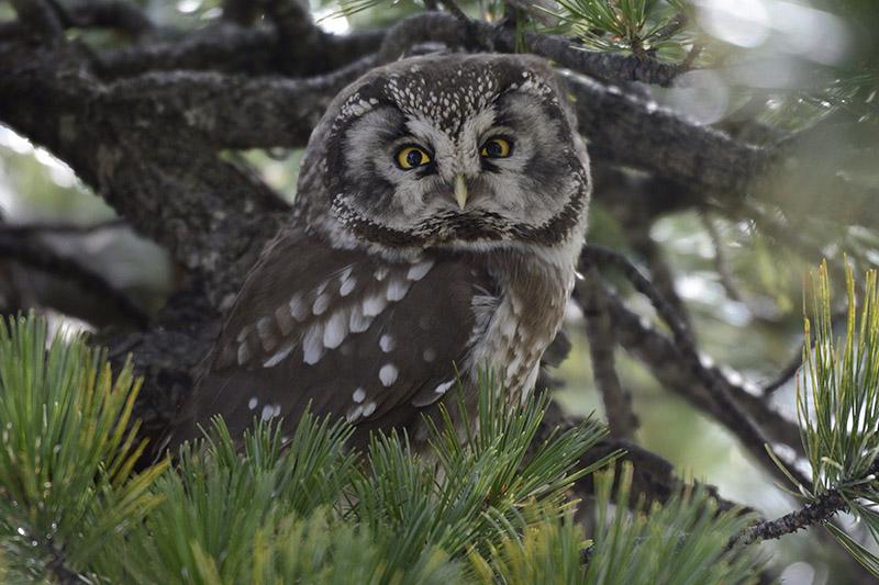  Chouette de Tengmalm (Aegolius funereus) également nommée nyctale de Tengmalm ou chouette boréale, posée dans un pin au mois de mai