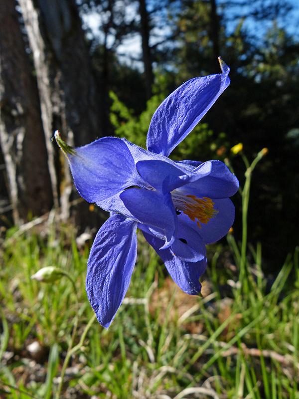 Ancolie de Reuter (Aquilegia Reuteri Boiss., 1854) © L. Malthieux / PnM