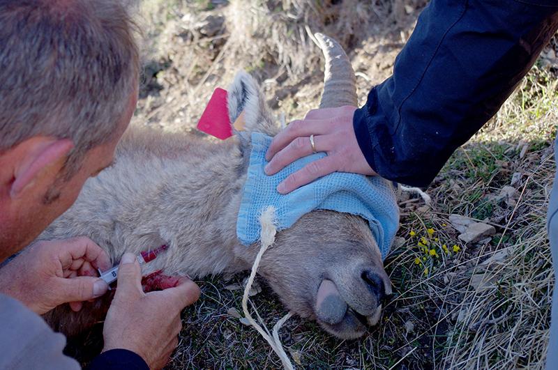 Prélèvement de sang sur un bouquetin
