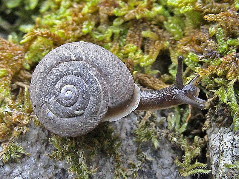 Chilostoma crombrezi