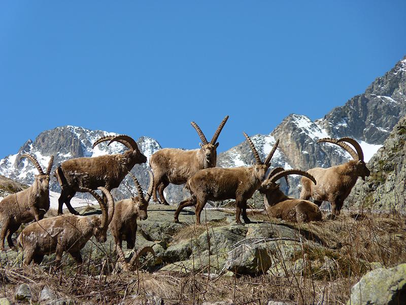 Bouquetins des Alpes