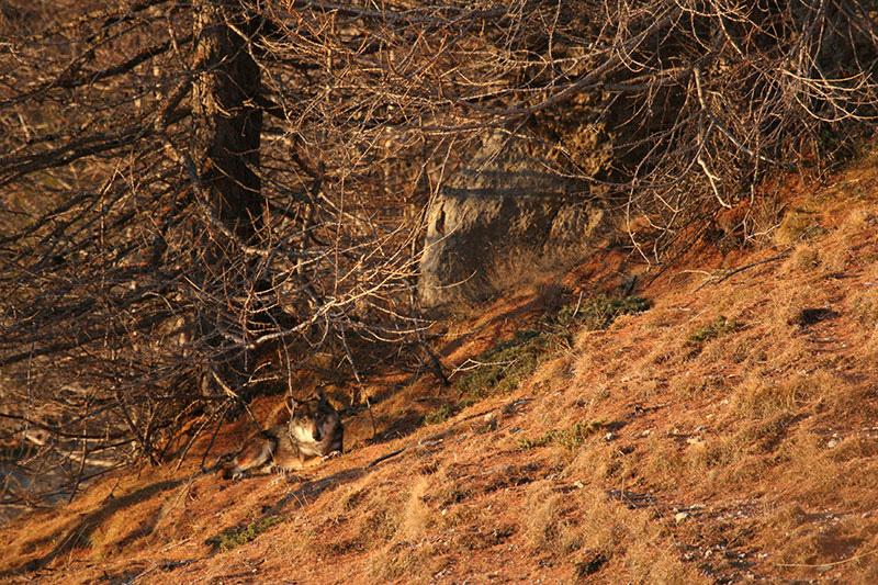 Un loup couché sous un mélèze