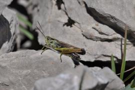 Omocestus viridulus © Y. Braud