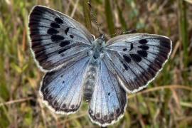 azure_du_serpollet_800.jpg