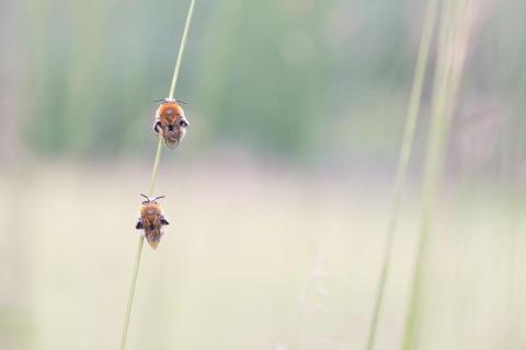 Les abeilles sauvages_Entraunes