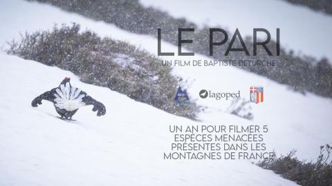 Le pari, cinq oiseaux de nos montagnes_Châteauneuf-d'Entraunes - affiche du film