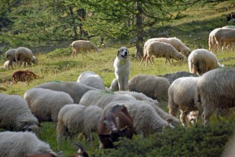 Patou - Un chien dans le troupeau