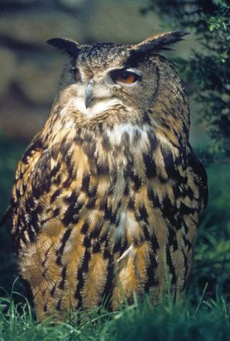Les oiseaux nocturnes de nos montagnes_Châteauneuf-d'Entraunes - Grand duc d'Europe
