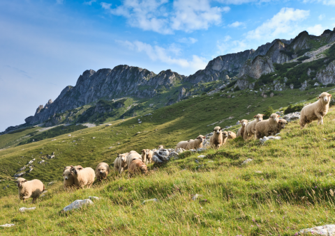 Apéro des alpages : discussion et jeux sur les patous et la faune sauvage_Tende