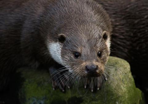 La loutre… en toute intimité !_Tende