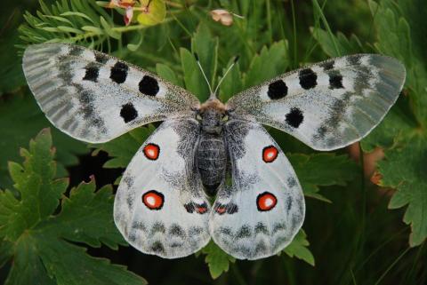 Les secrets du Jardin à Papillons d'Allos
