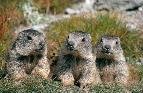 Le clan des marmottes : film en refuge_Tende