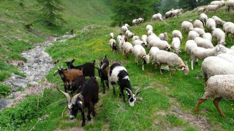 Apéro des alpages : discussion sur les patous et la faune sauvage_Tende