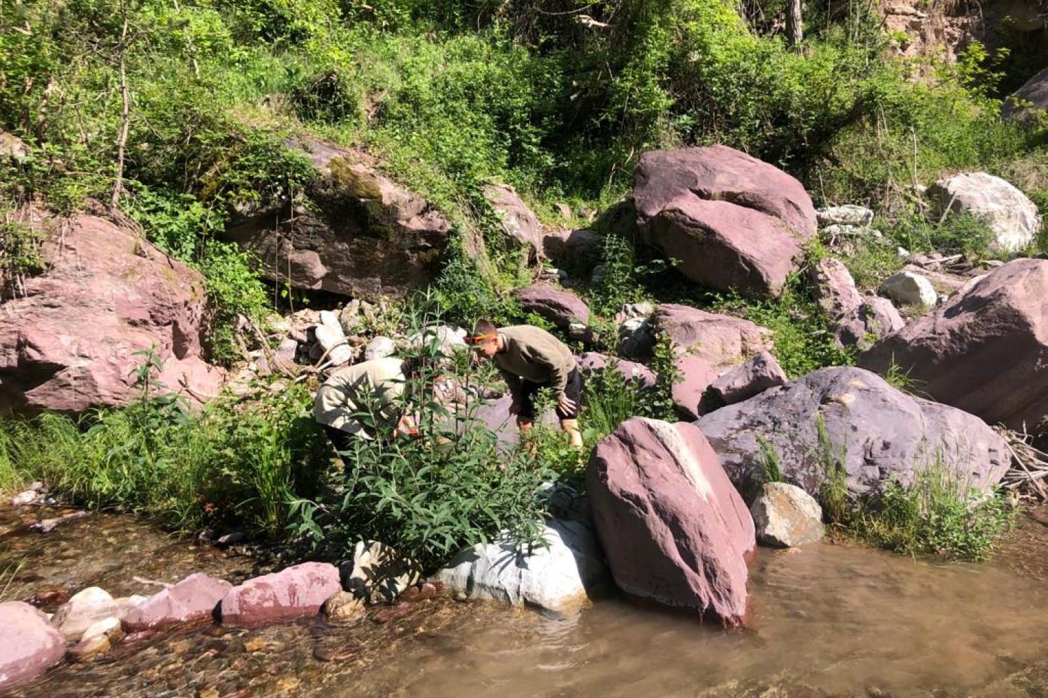 Des lycéens de Valdeblore au chevet du torrent de Millefonts © R. Lurion / PnM