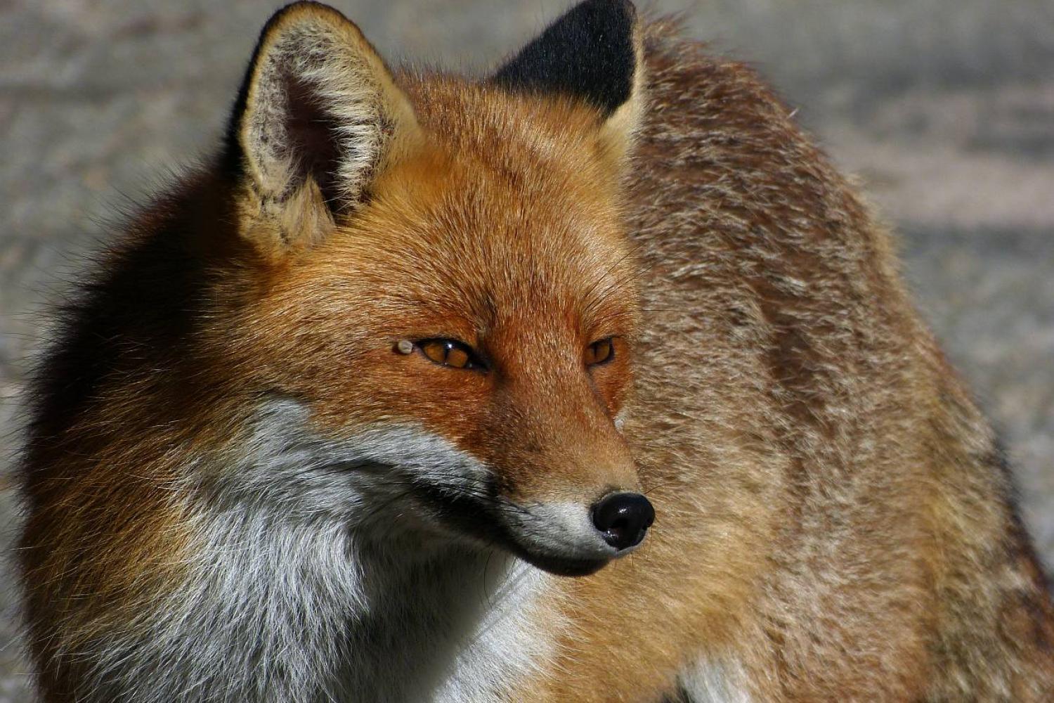 Renard roux © L. Malthieux / PnM