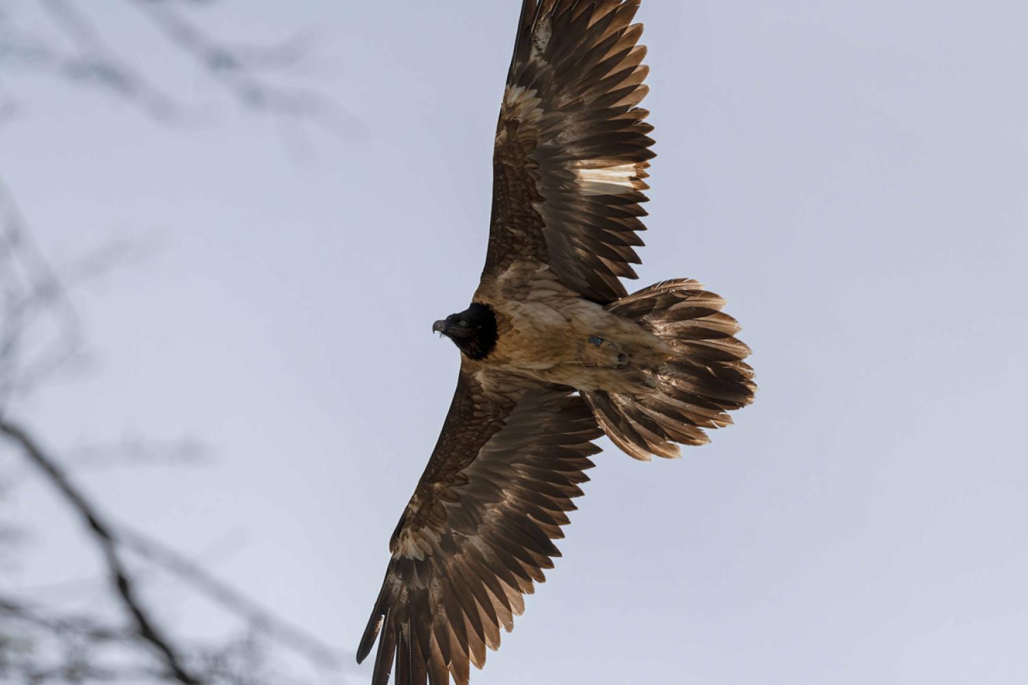 Gypaète barbu © G. Autran