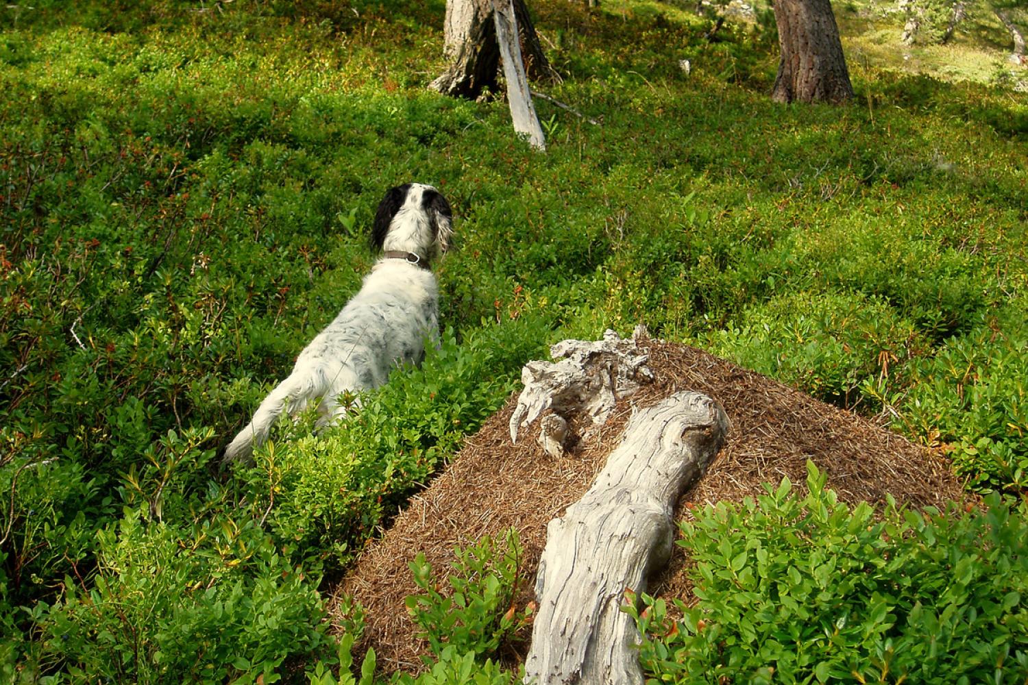 Setter à l'arrêt sur une nichée dans leur habitat de reproduction © F. Guigo / PnM