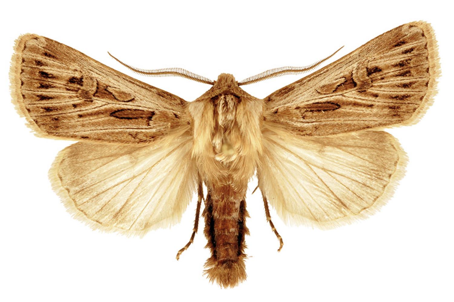 agrotismayrorummaleholotypetlm-800px.jpg