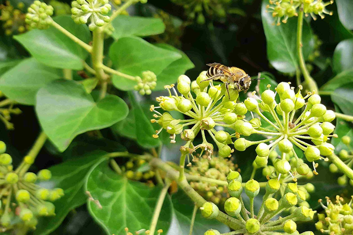 colletes-hederae-800px.jpg