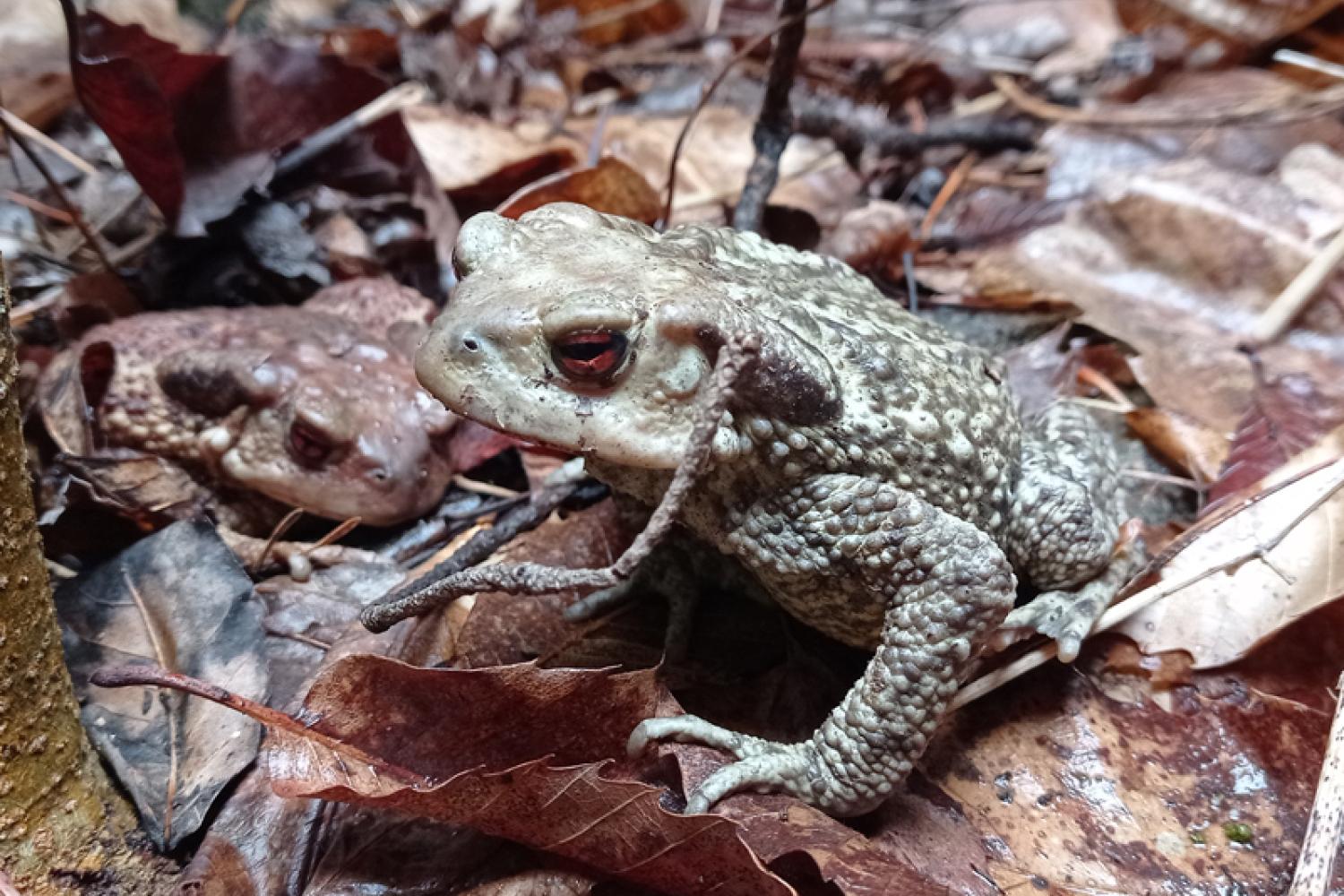 crapaud-800px.jpg